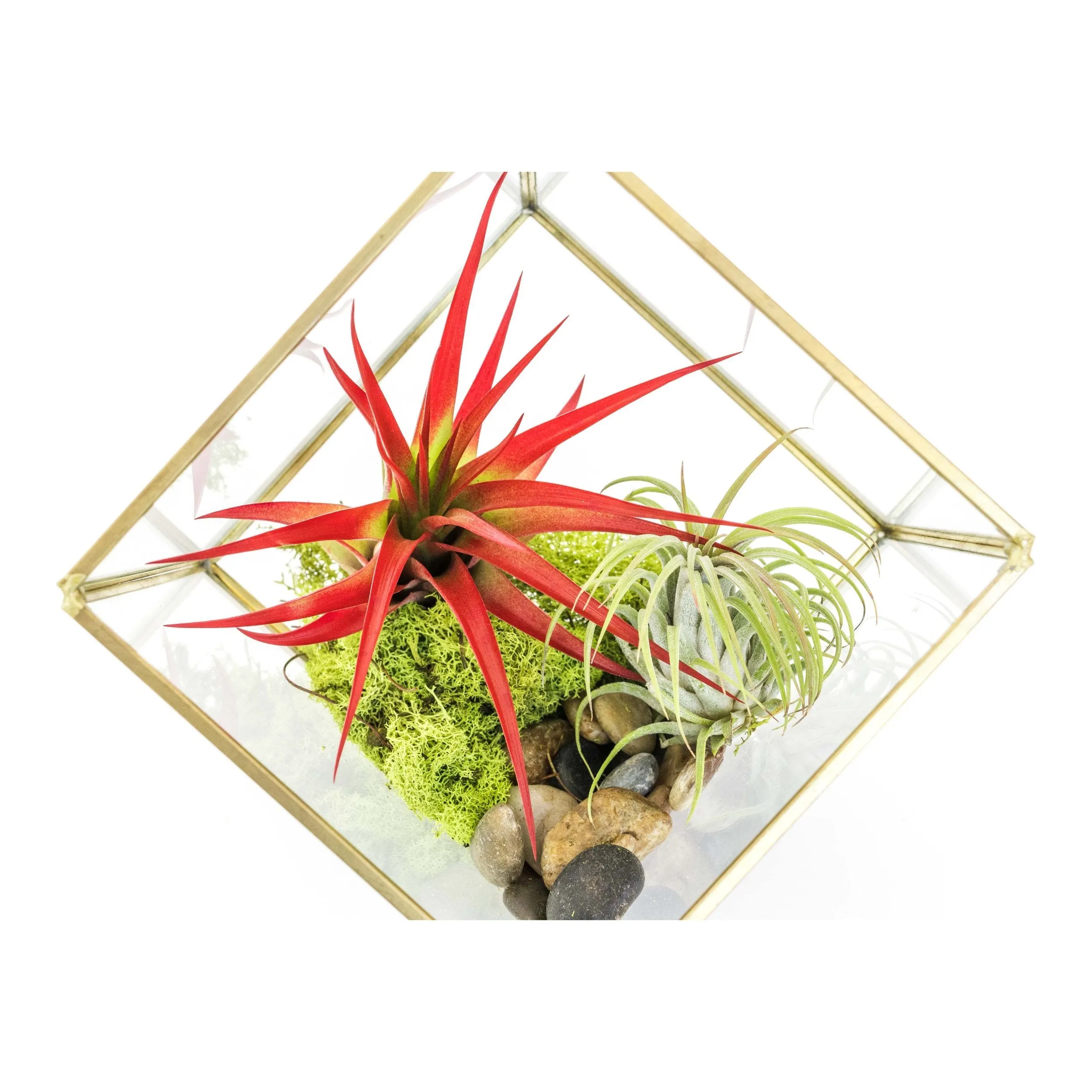 Heptahedron Geometric Glass Terrarium with Tillandsia Red Abdita and Ionantha Air Plants