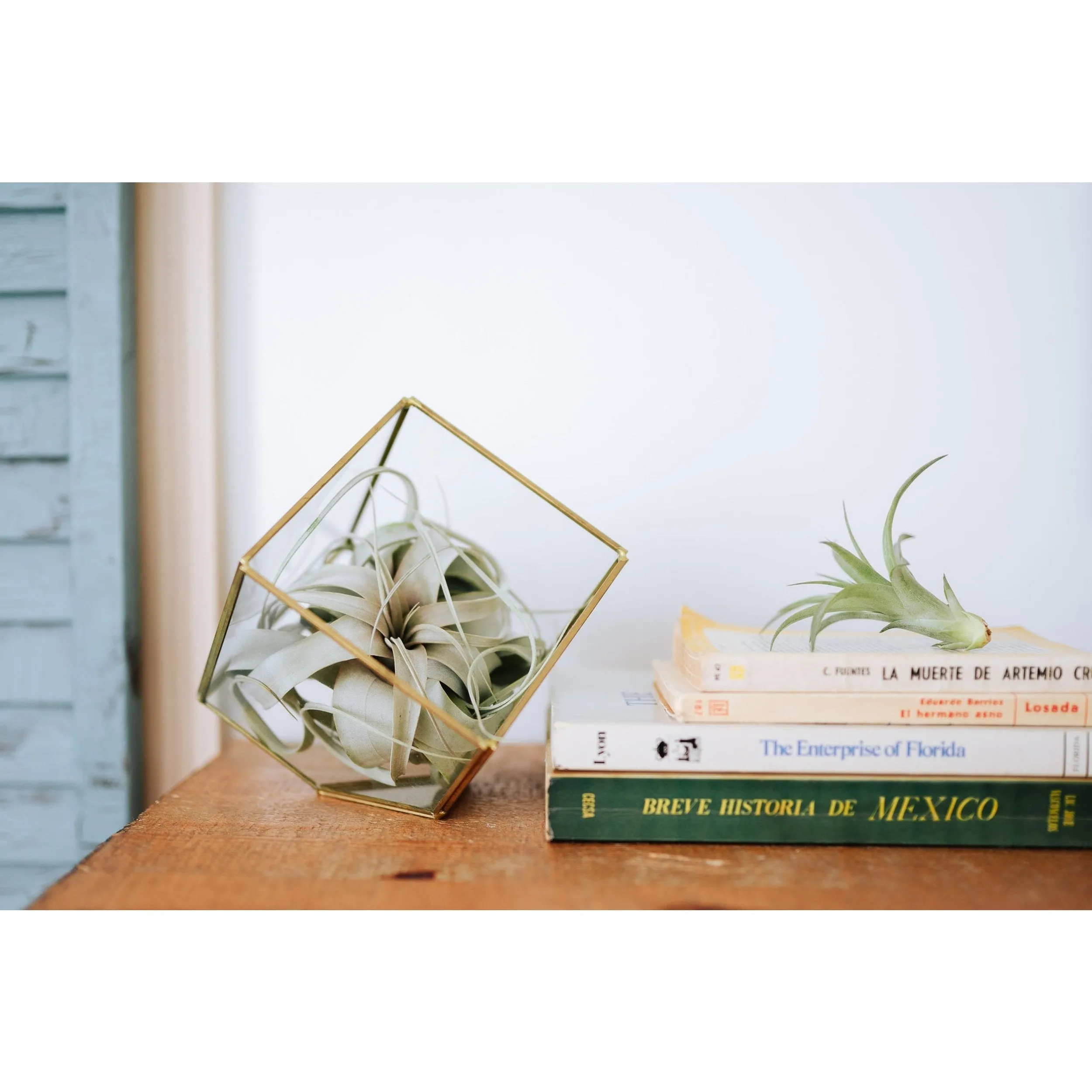 Heptahedron Geometric Glass Terrarium with Tillandsia Red Abdita and Ionantha Air Plants