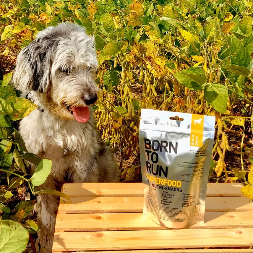 Rise & Shine Anti-Inflammatory & Joint Support Treats (192g)